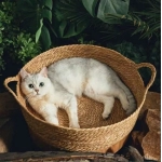 Cat Gog Bed Rattan Four Season Cat Bed Summer Cool Nest Pet Cat Supplies Cattail Woven House Nest Cama De Mimbre Para Mascotas